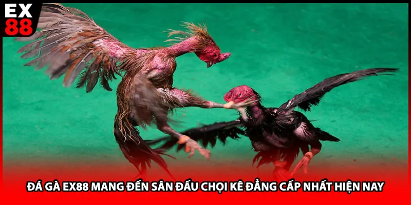 Đá gà EX88 mang đến sân đấu chọi kê đẳng cấp nhất hiện nay